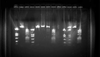 図3　電気泳動により分離したDNA断片