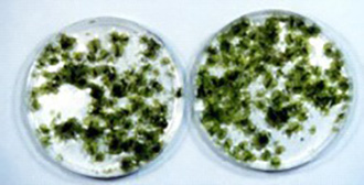 成長した前葉体