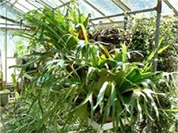 ビカクシダ(Platyceriumbifurcatum)