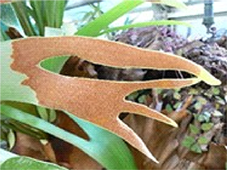 ビカクシダの胞子葉（裏側）