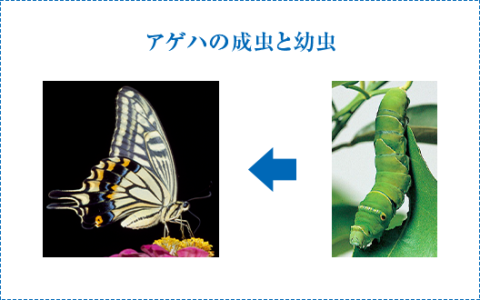 知が啓く 啓林館の理科 テーマ5 なぜ どうやって と友達になろう 啓林館