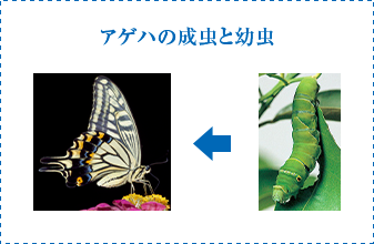 アゲハの成虫と幼虫