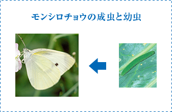 モンシロチョウの成虫と幼虫