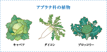 アブラナ科の植物　キャベツ　大根　ブロッコリー