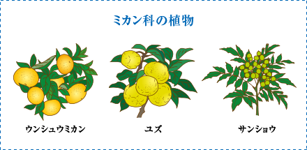 ミカン科の植物　ウンシュウミカン　ユズ　サンショウ