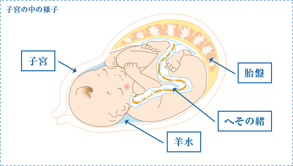 子宮の中の様子