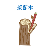 接ぎ木
