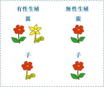 有性生殖　無性生殖