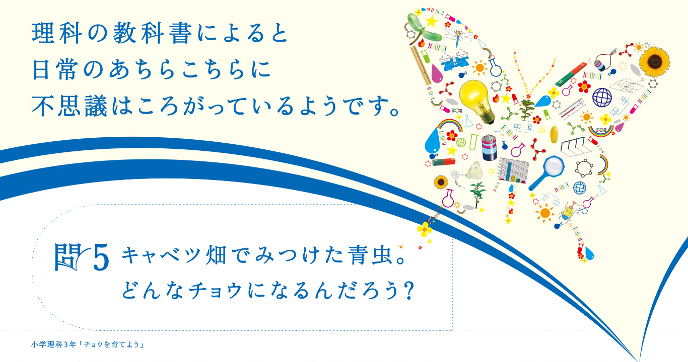 理科の教科書によると 日常のあちらこちらに不 思議はころがっているようです。問5 キャベツ畑でみつけた青虫。どんなチョウになるんだろう？　小学理科3年「チョウを育てよう」