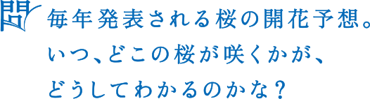 問 毎年発表される桜の開花予想。いつ、どこの桜が咲くかが、どうしてわかるのかな？