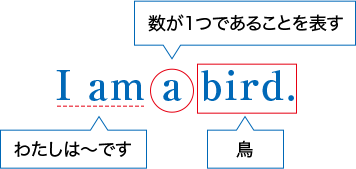 I am a bird.