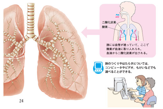 実践記録理科６年