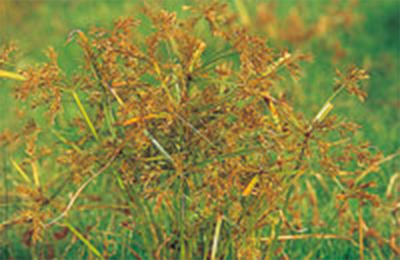 コゴメガヤツリ