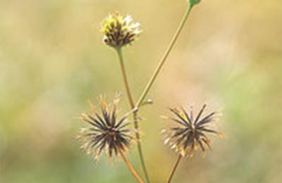 アメリカセンダングサ