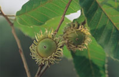 ドングリ（クヌギ）