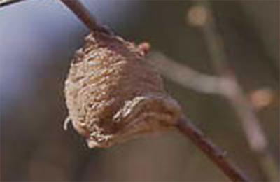 カマキリのたまご