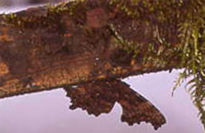 キタテハのふゆごし