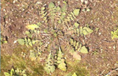 ナズナのふゆごし