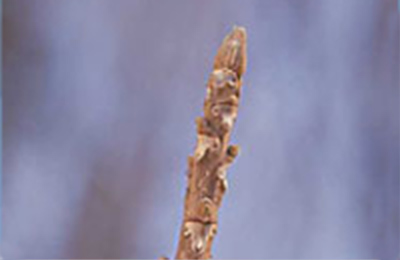 オニグルミのふゆめ