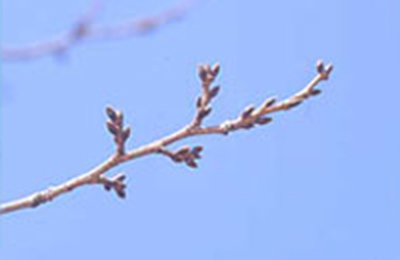 サクラのふゆめ