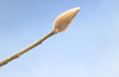 コブシのふゆめ