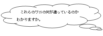 これらのワニの何が違っているのかわかりますか。