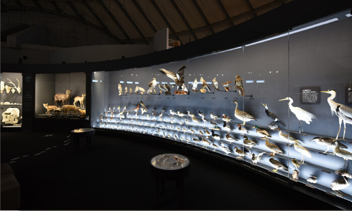 イメージ画像:実物標本