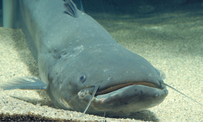 イメージ画像:ビワコオオナマズ