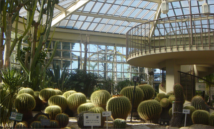 イメージ画像:サボテン温室