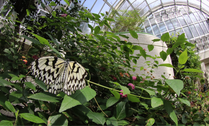 イメージ画像10種(しゅ)以上のチョウ