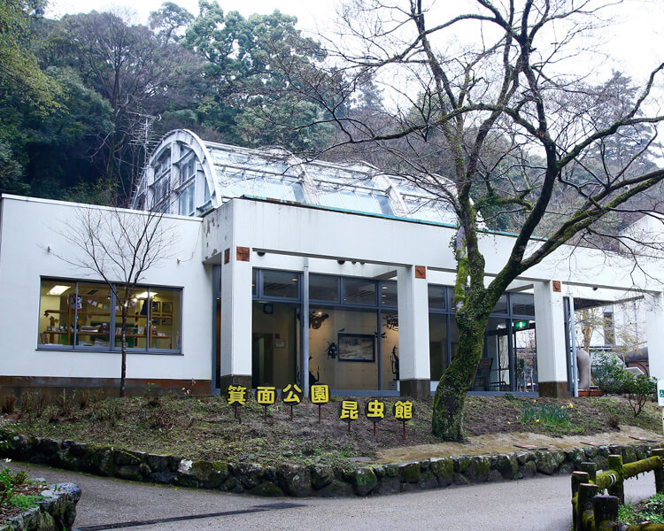 施設紹介 箕面公園昆虫館 小学校 啓林館