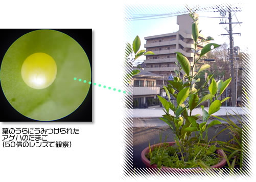 アゲハのたまご