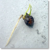 芽が出たミカン