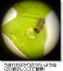 うまれたばかりの１れいよう虫
