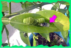 アゲハのよう虫