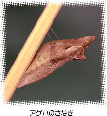 アゲハのさなぎ