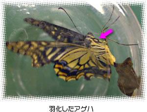 羽化したアゲハ