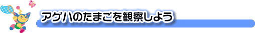 アゲハのたまごを観察しよう