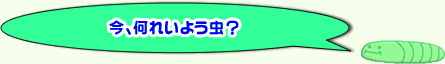 今、何れいよう虫？