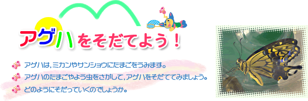 アゲハをそだてよう！