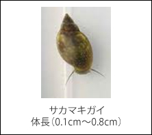 サカマキガイ　体長（0.1cm～0.8cm）