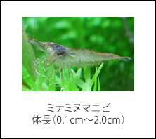 ミナミヌマエビ　体長（0.1cm～2.0cm）