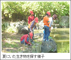 夏にいた生き物を探す様子